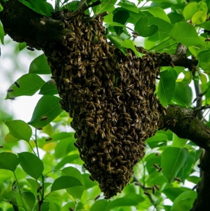 bee hive