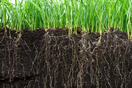 Grass with roots
