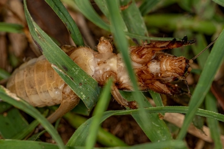 Bug in the grass