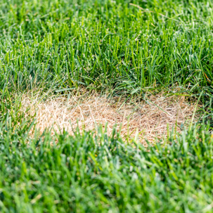 brown patch of grass