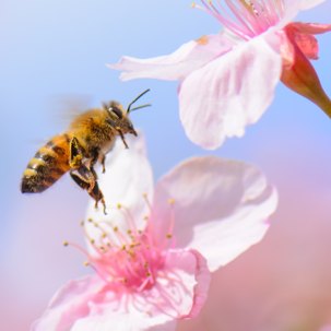 Bee on flowers