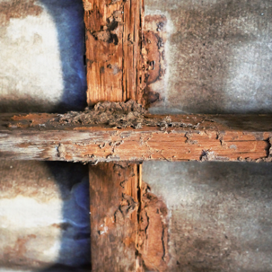 termite damage