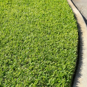 well manicured lawn grass
