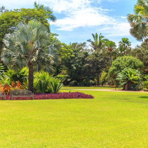 a lush lawn
