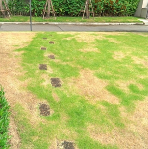 dying grass