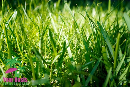 Lush green grass