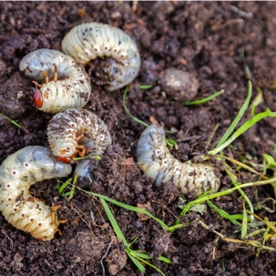 Bugs in the dirt