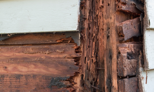 Wood that termites have eaten