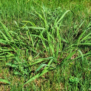 Crabgrass in the yard