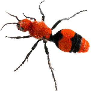 Velvet ant
