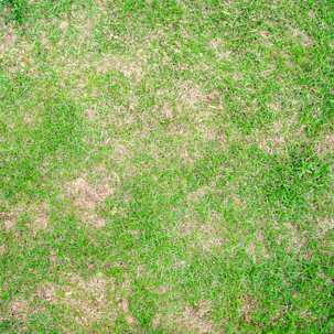dying grass