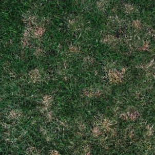 dying grass