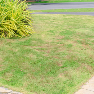 dead grass
