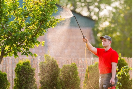 Man sprays a tree for bugs