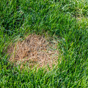 a dead patch of grass