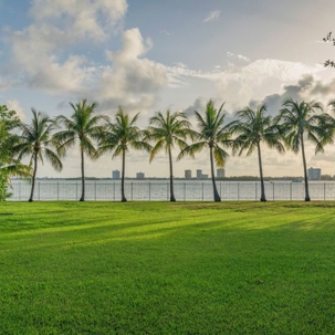 palm trees