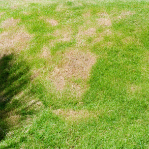 dead spot in grass