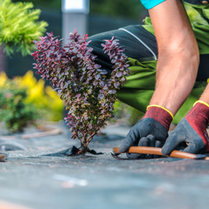 Gardener planting a bush