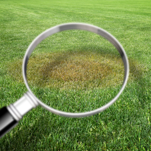a magnifying glass above grass
