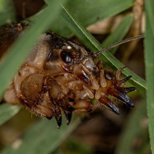 Bug in the grass