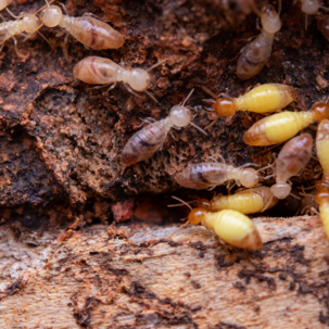 termites
