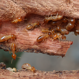 termites