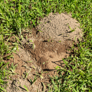 ant hill
