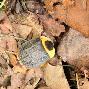 Beetle in the leaves