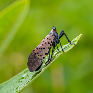 Bug on a leaf