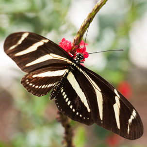 Butterfly on a branch