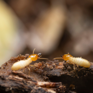 termites