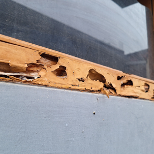 termite damage