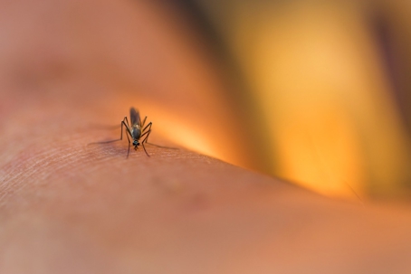 mosquito on skin