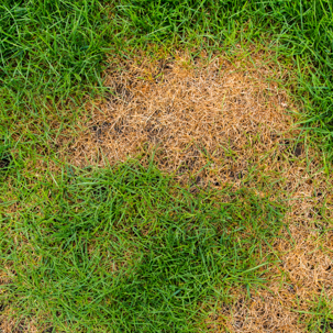 Grass with dead patches