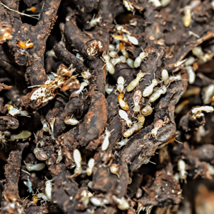 termites