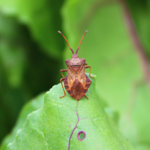 lawn pest