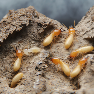 termites