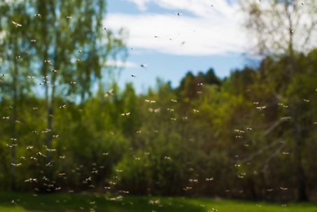 Mosquitoes in the air